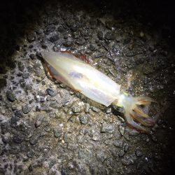 まだケンサキイカが…