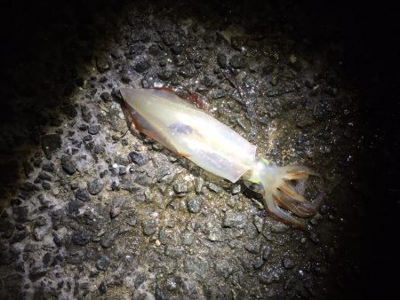 まだケンサキイカが…