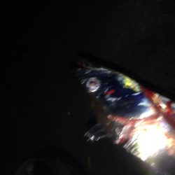 ワインドタチウオ