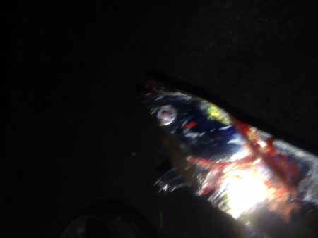 ワインドタチウオ