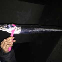 ゲキシブの中での価値ある一匹