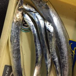 武庫川初太刀魚