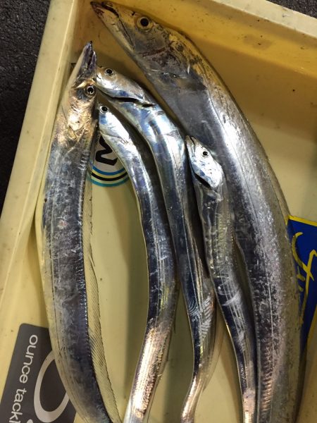 武庫川初太刀魚