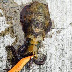 サーフエギング