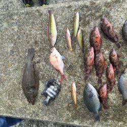 ウリ坊でもつれました