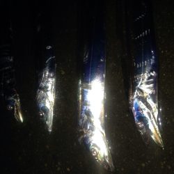 ワインドタチウオ