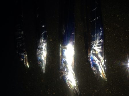 ワインドタチウオ