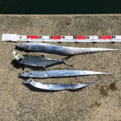 なんとかサゴシ