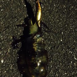 念願のアオリイカー！！