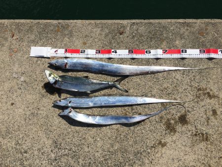 なんとかサゴシ