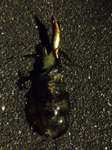 念願のアオリイカー！！