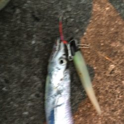 姫路タチウオ開幕