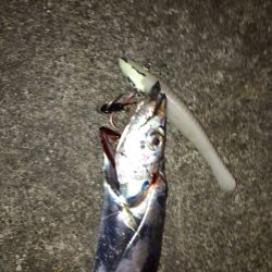 ベルトサイズ爆釣！