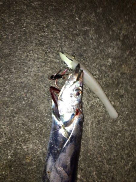 ベルトサイズ爆釣！