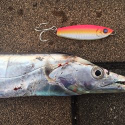 ジグでタチウオ