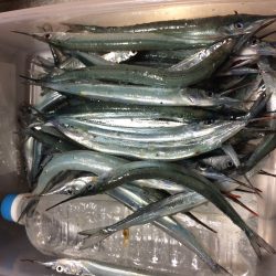 またまたサヨリ