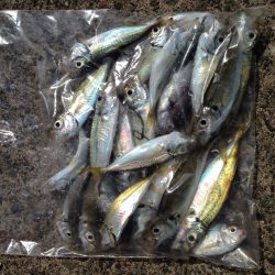 サビキ釣り！！！