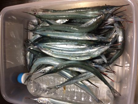 またまたサヨリ