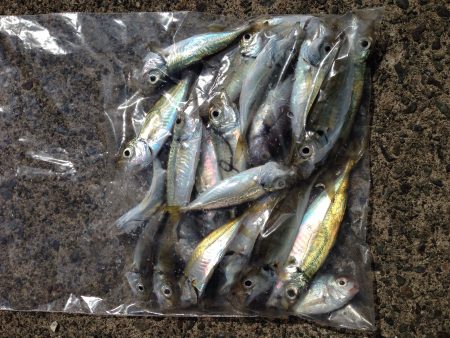 サビキ釣り！！！