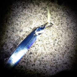 連夜のタチウオ残業