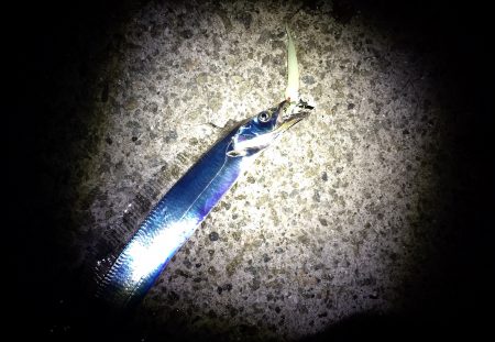 連夜のタチウオ残業