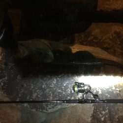 初ランカーシーバス