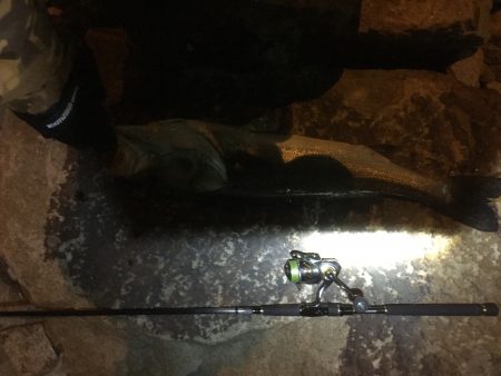 初ランカーシーバス