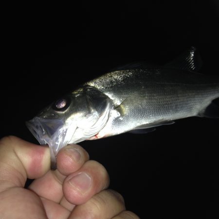 マイクロセイゴ！