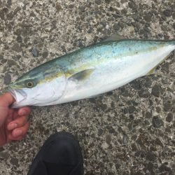 青物。初サワラ