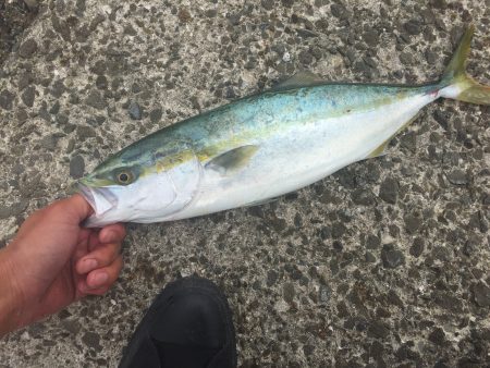 青物。初サワラ