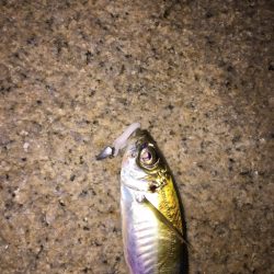 アジング最高！