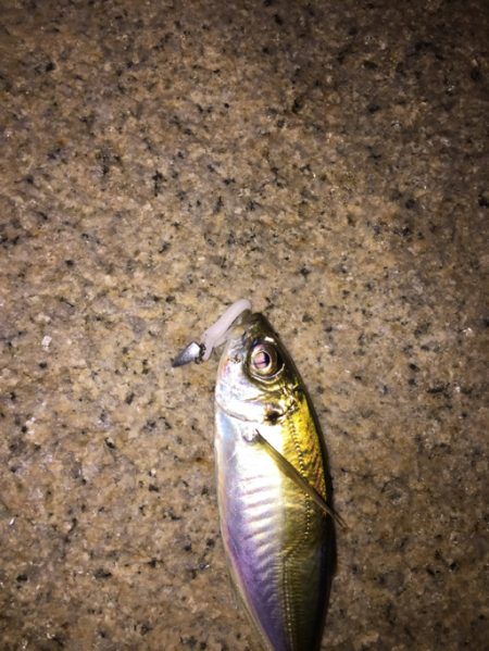 アジング最高！