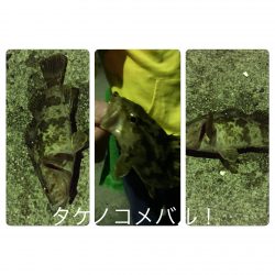 アジング…タケノコメバル