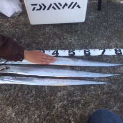 一文字 ワインド！タチウオ！