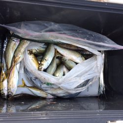 アジ、サヨリ爆釣in 舞鶴親海公園