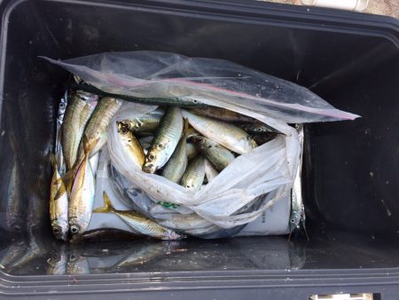 アジ、サヨリ爆釣in 舞鶴親海公園