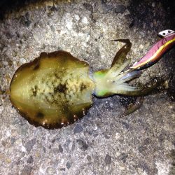 思ったより短時間で数が釣れました(^^)