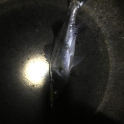 タチウオより・・スズキ好み