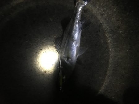 タチウオより・・スズキ好み