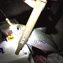 なかなかサイズが上がりません…