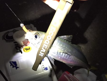 なかなかサイズが上がりません…