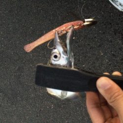 一瞬の出来事!!