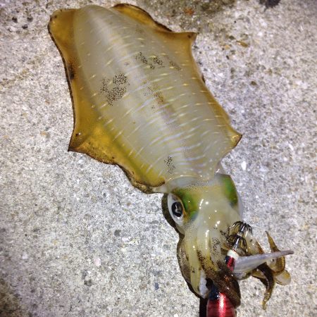 気持ちがポッキリ。