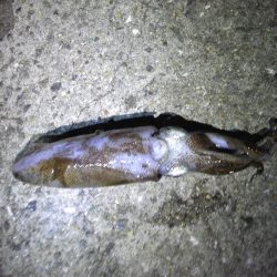 イカ、釣った！