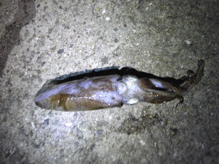 イカ、釣った！