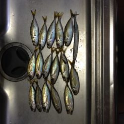 久しぶりのアジング