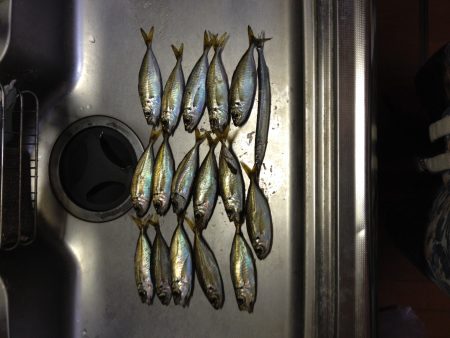 久しぶりのアジング