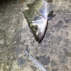 ポイント開拓！