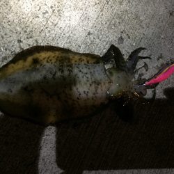 アジング〜エギング