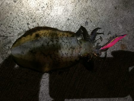 アジング〜エギング